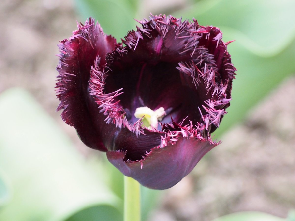 Тюльпан Блэк Джевел бахромчатый