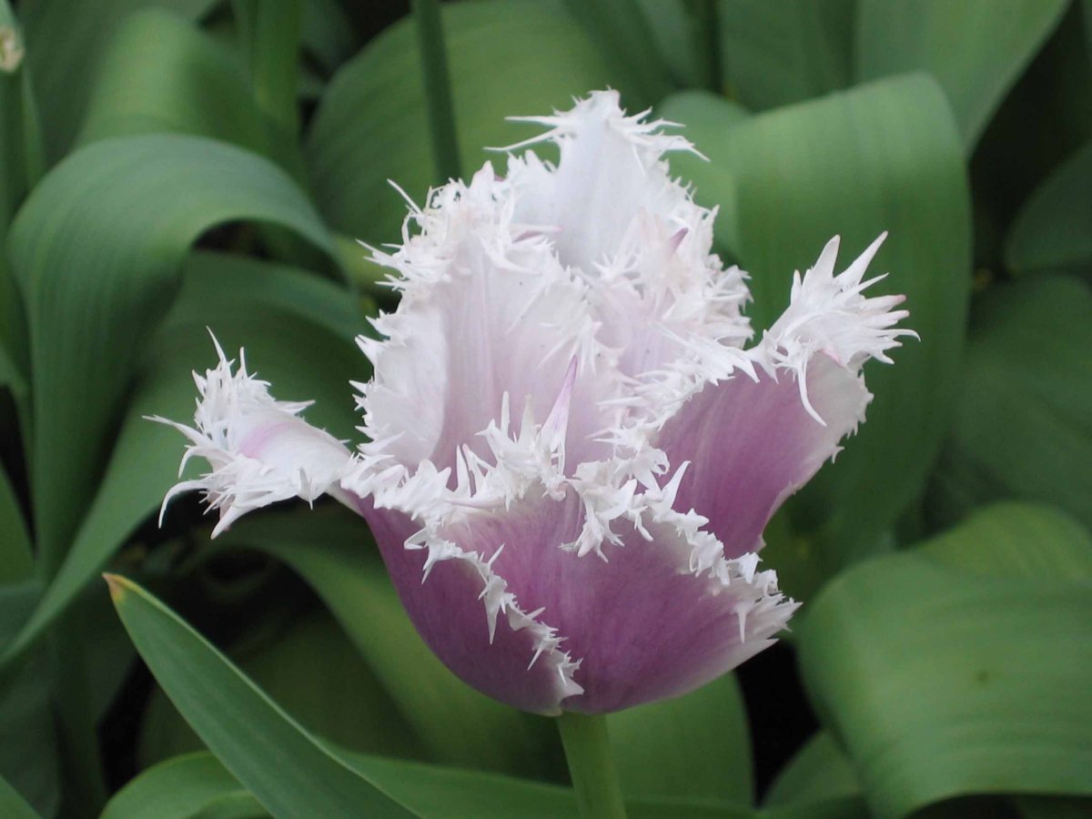 Тюльпан Камминз бахромчатый