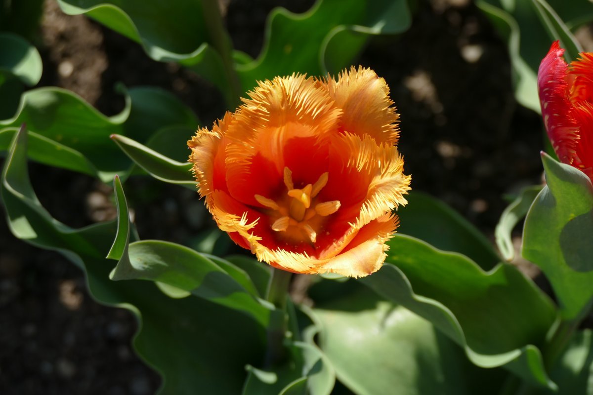 Тюльпан Ламбада бахромчатый - фото 4