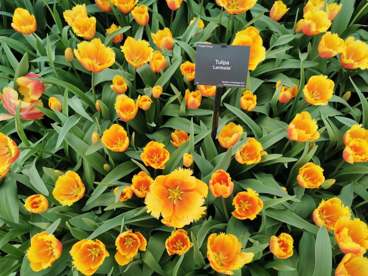 Тюльпан Ламбада бахромчатый