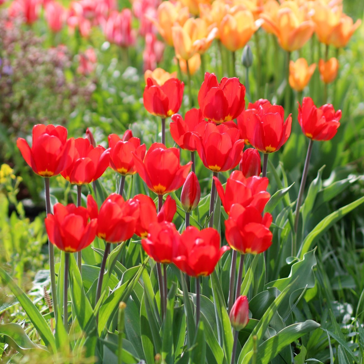 Тюльпан Пиноккио Грейга