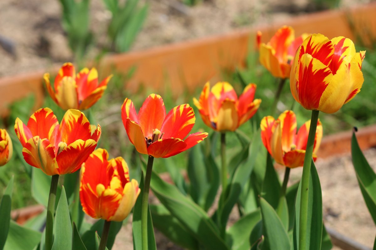 Тюльпан Баня Лука Дарвина - фото 10