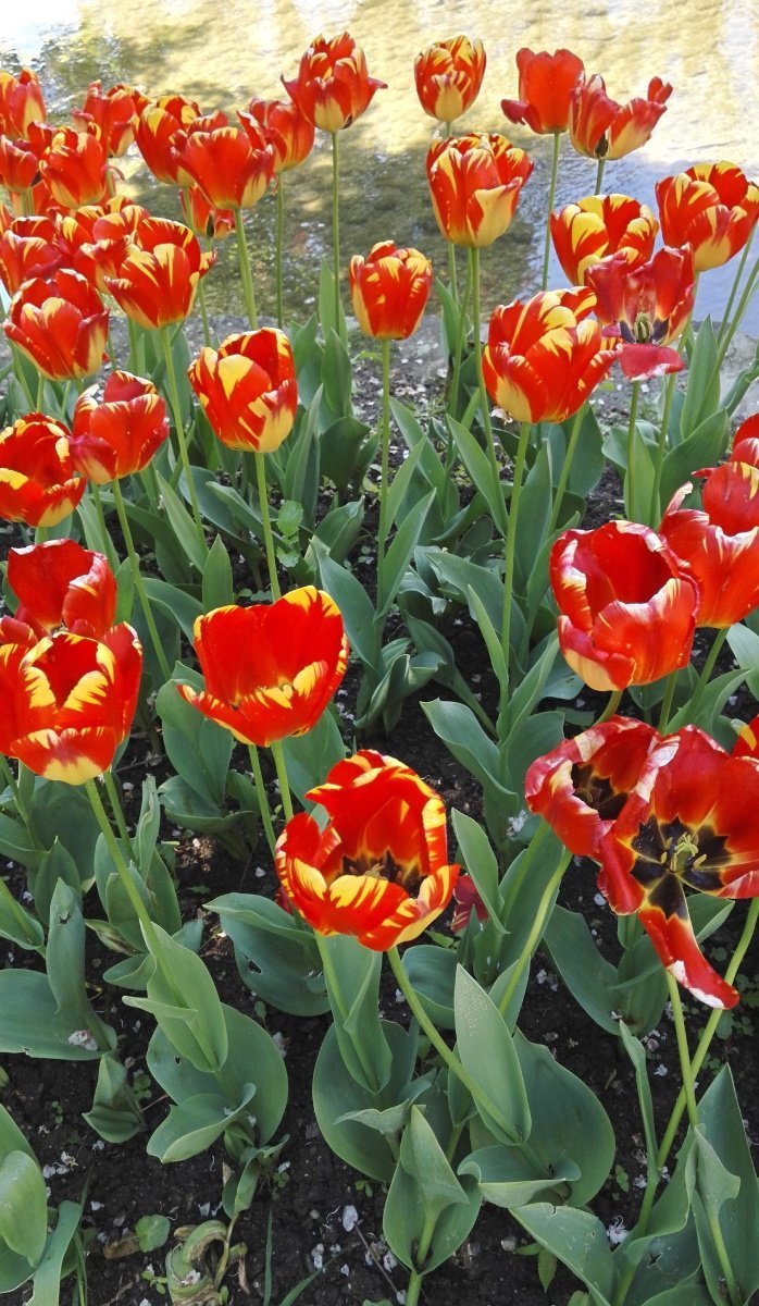 Тюльпан Баня Лука Дарвина - фото 3