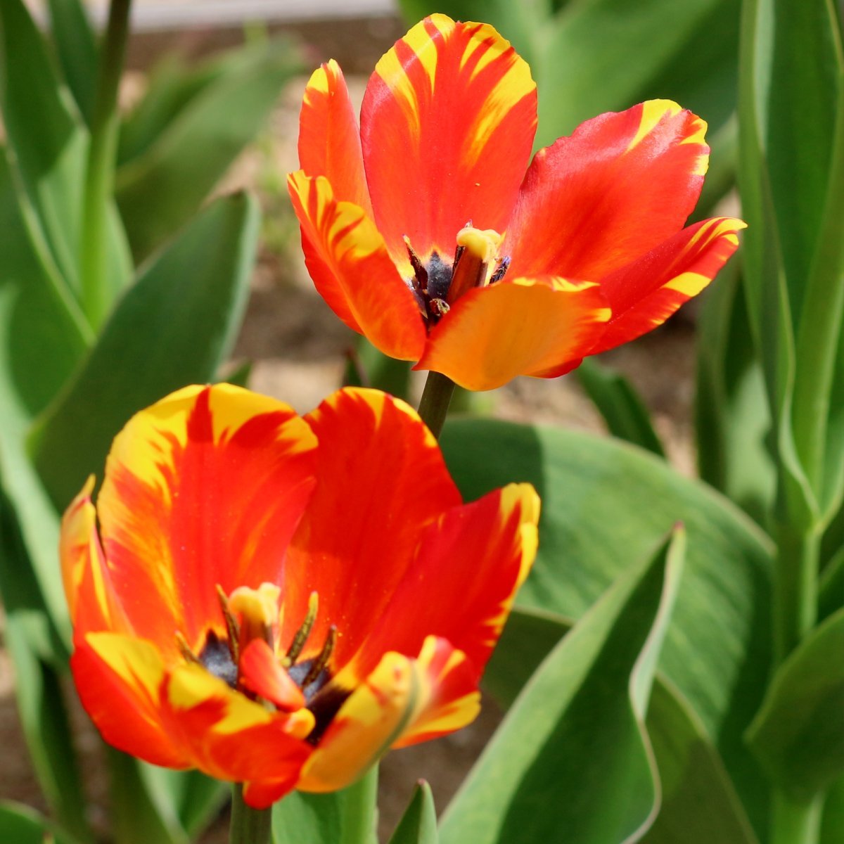 Тюльпан Баня Лука Дарвина - фото 8