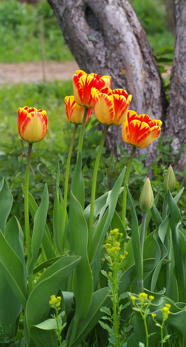 Тюльпан Баня Лука Дарвина