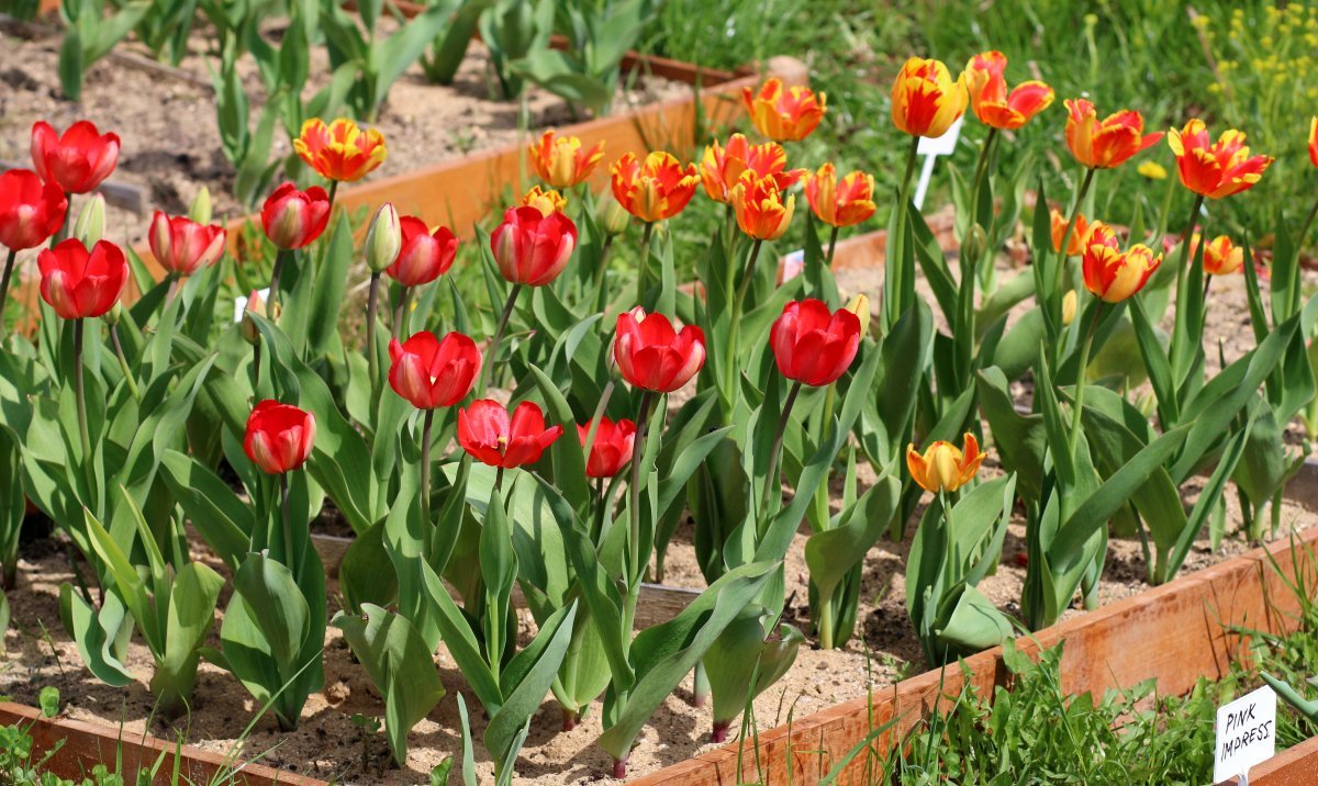 Тюльпан Баня Лука Дарвина - фото 4