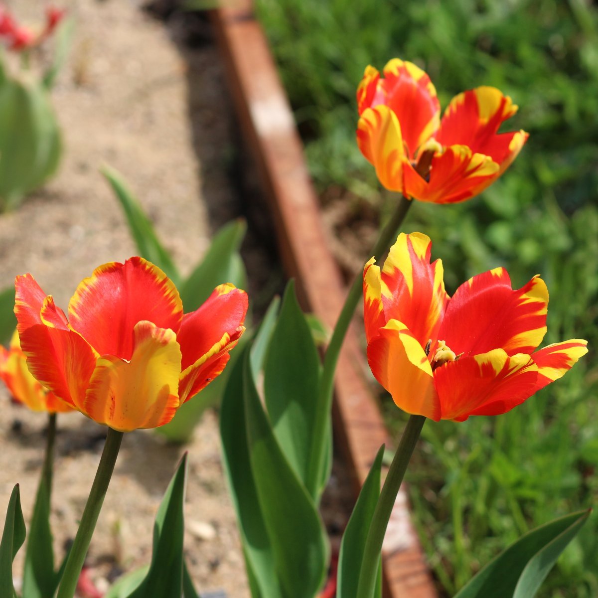 Тюльпан Баня Лука Дарвина - фото 5