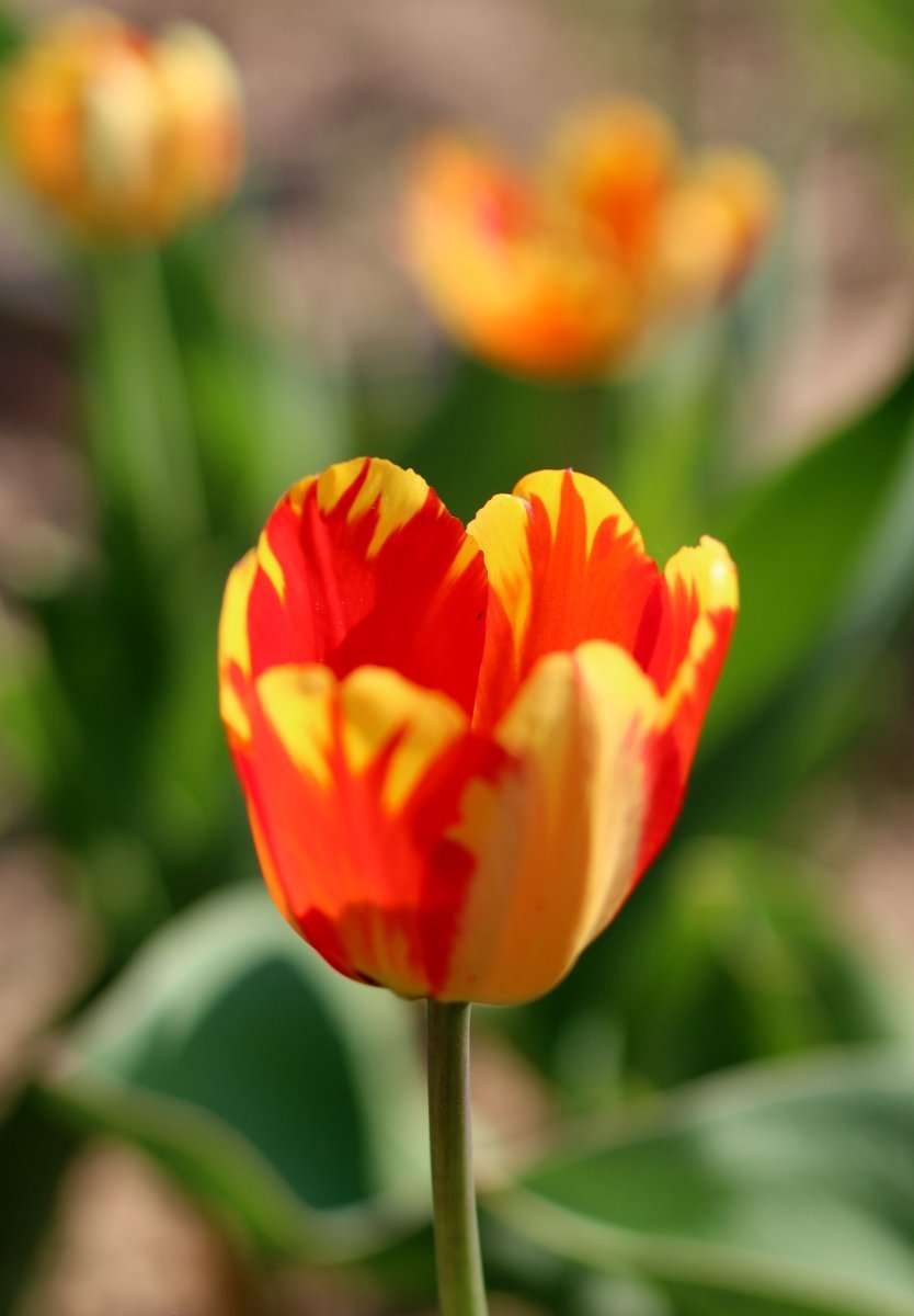 Тюльпан Баня Лука Дарвина - фото 6