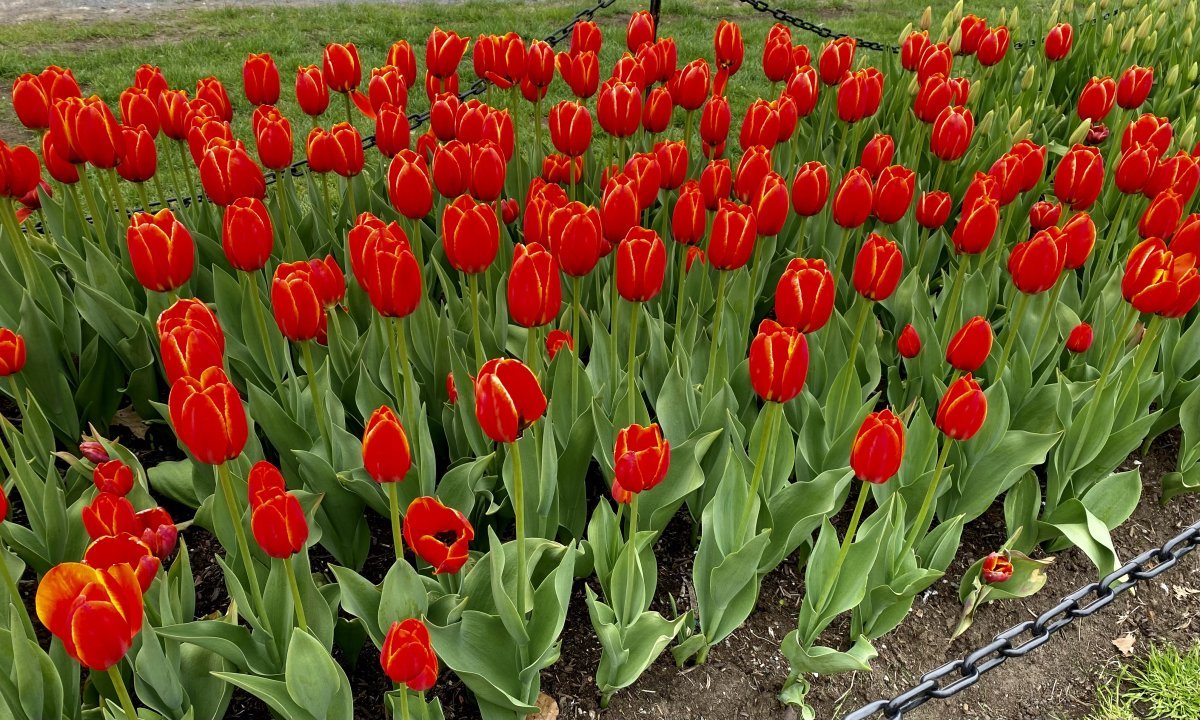 Тюльпан Ворлдс Фэйворит Дарвина