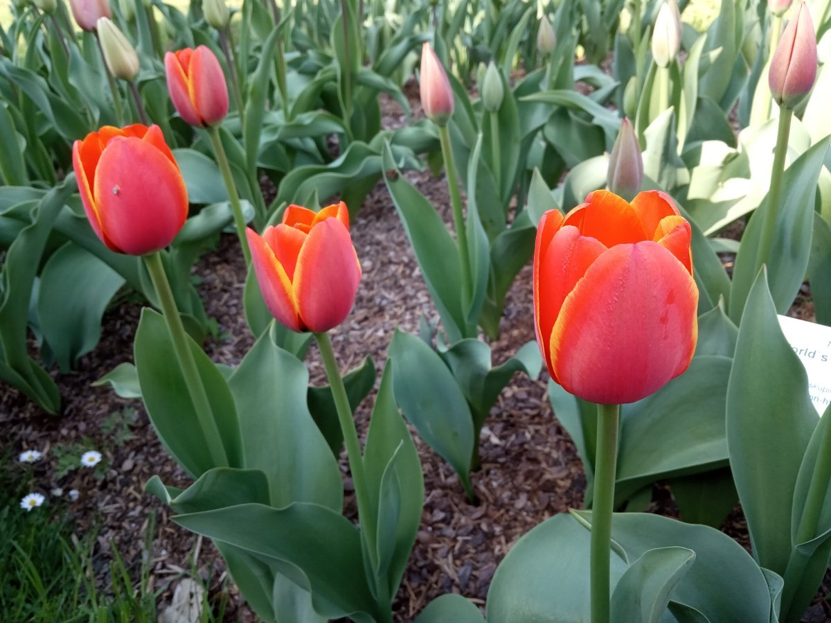 Тюльпан Ворлдс Фэйворит Дарвина - фото 2