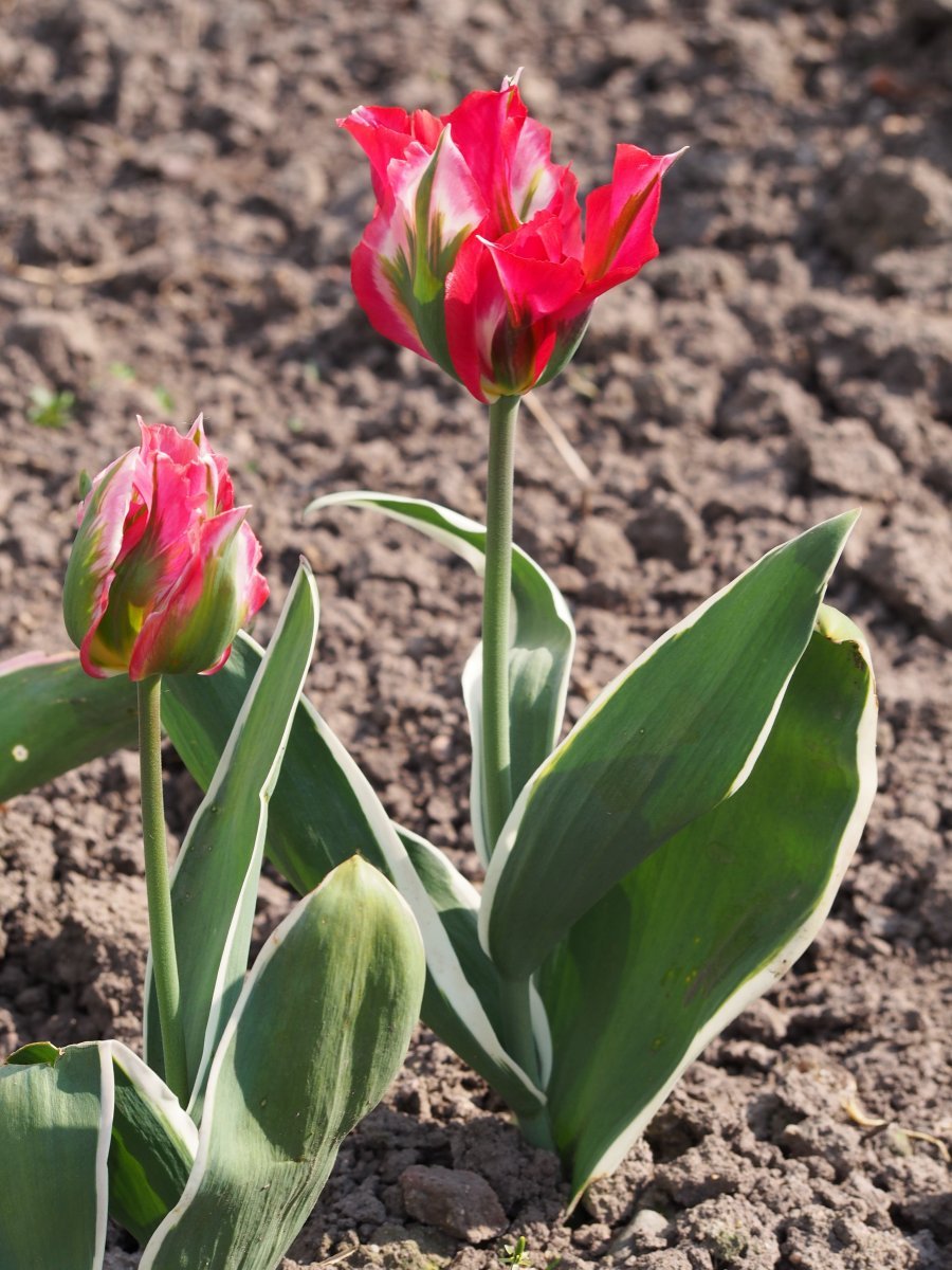 Тюльпан Эсперанто зеленоцветный