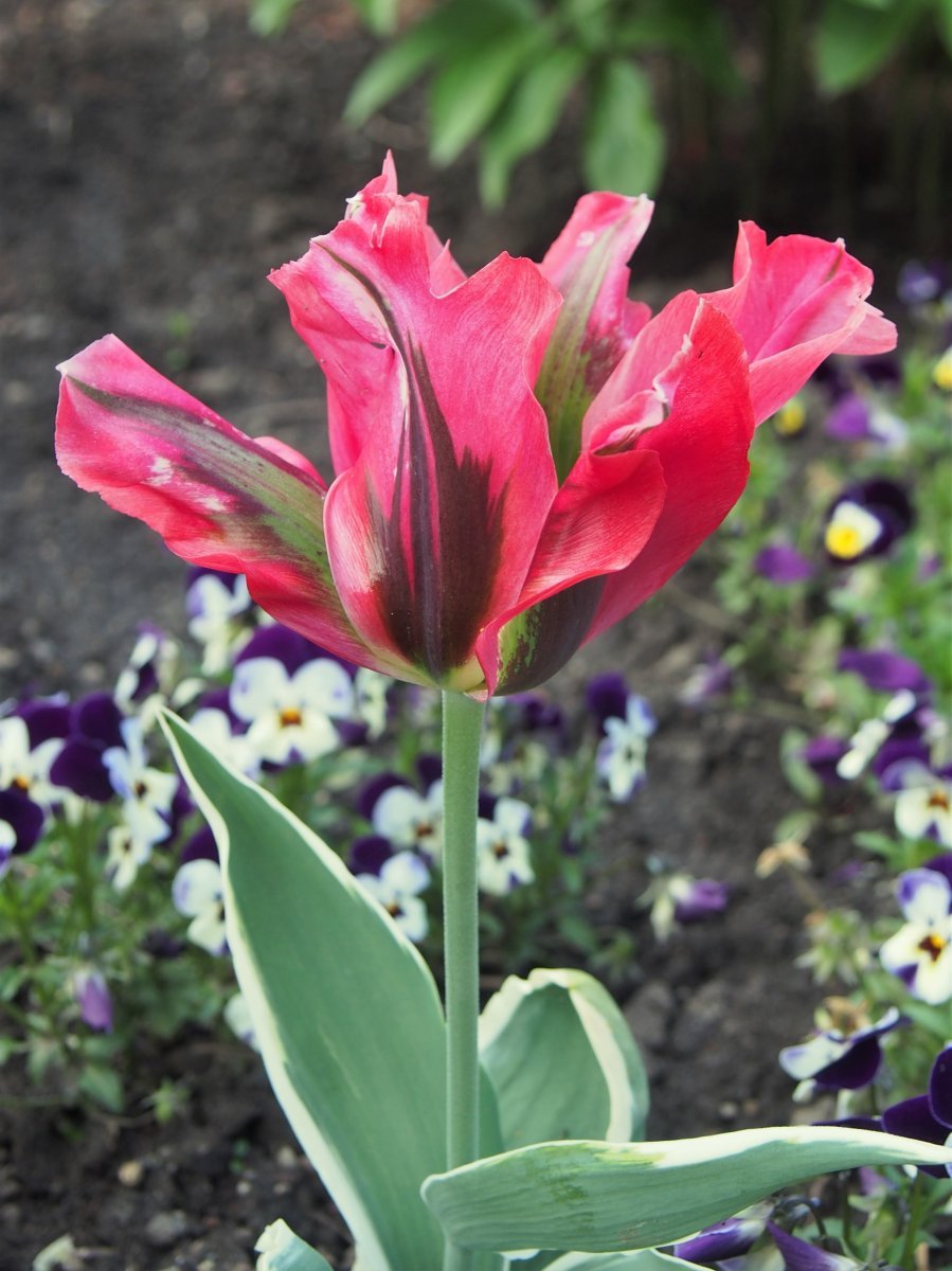Тюльпан Эсперанто зеленоцветный - фото 3