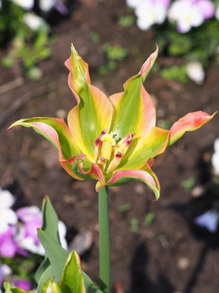 Тюльпан Виришик зеленоцветный - фото 9