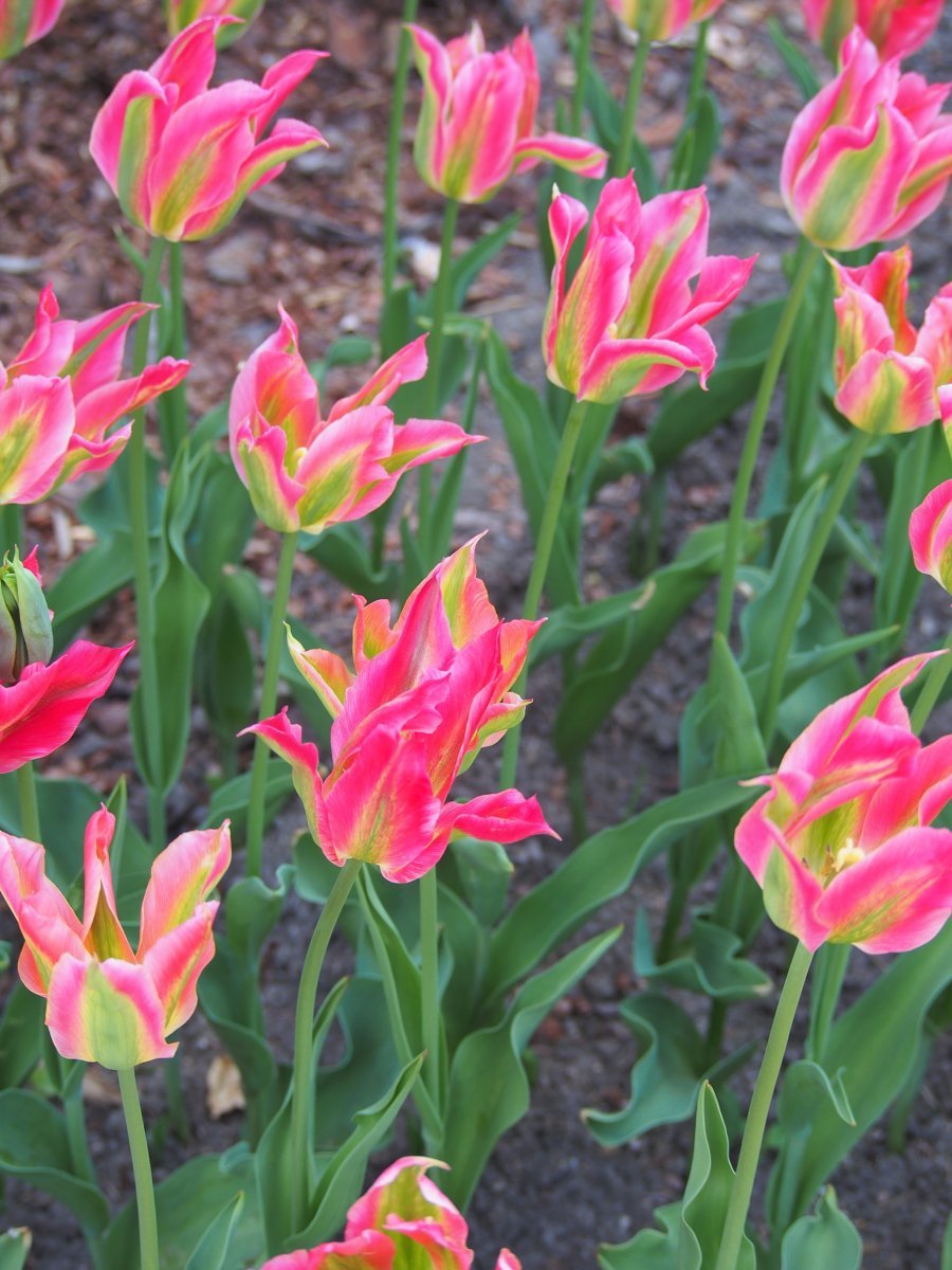 Тюльпан Виришик зеленоцветный - фото 5