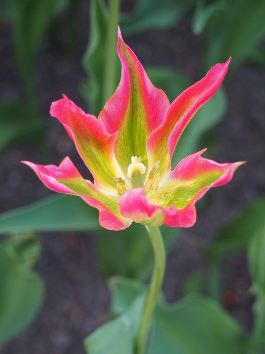 Тюльпан Виришик зеленоцветный - фото 6