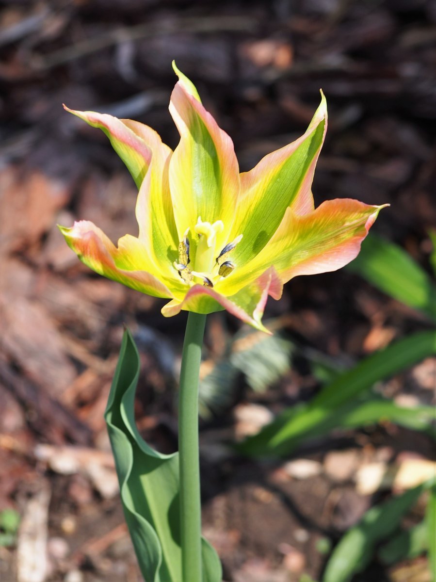 Тюльпан Виришик зеленоцветный - фото 8