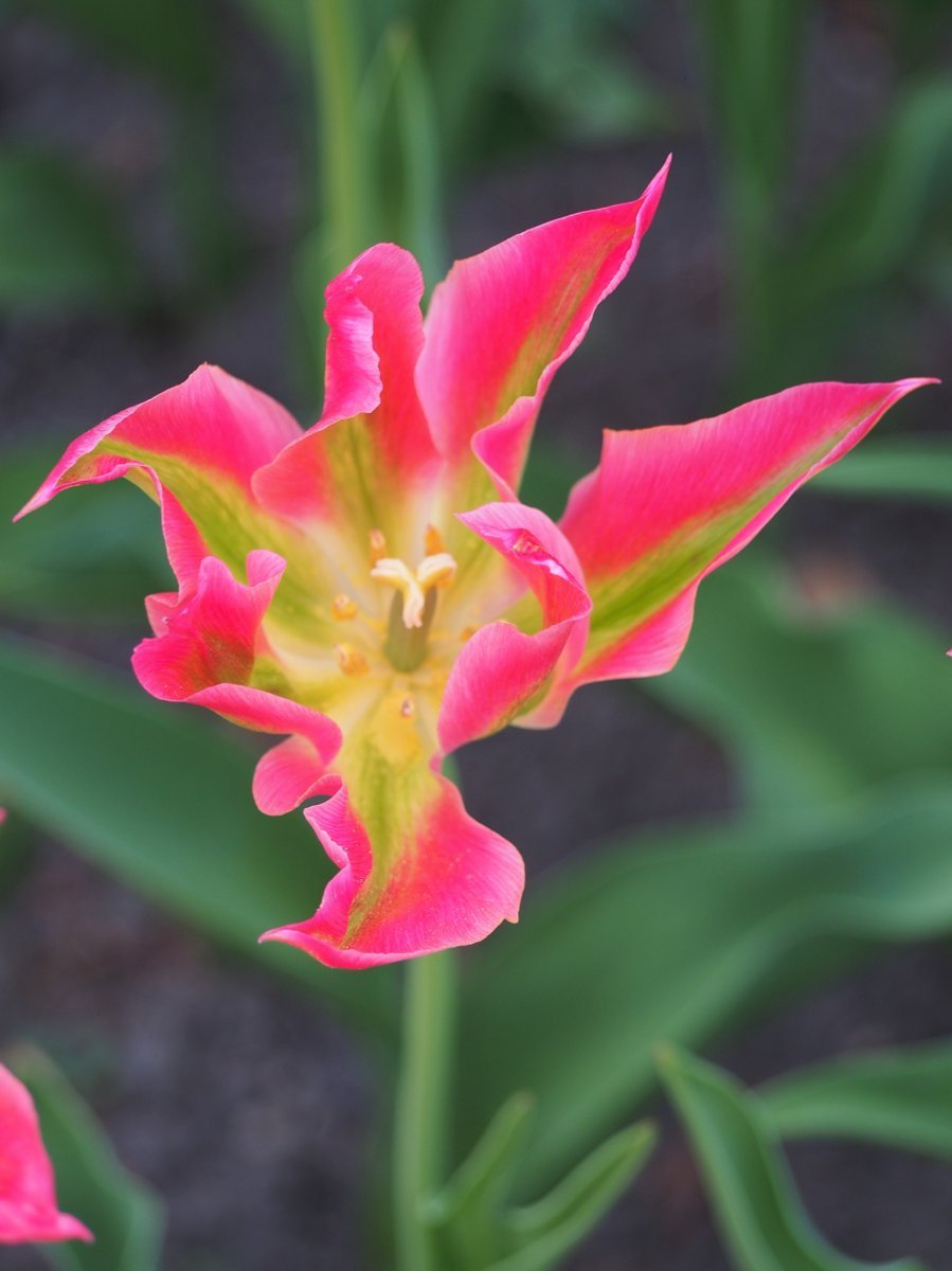 Тюльпан Виришик зеленоцветный - фото 7