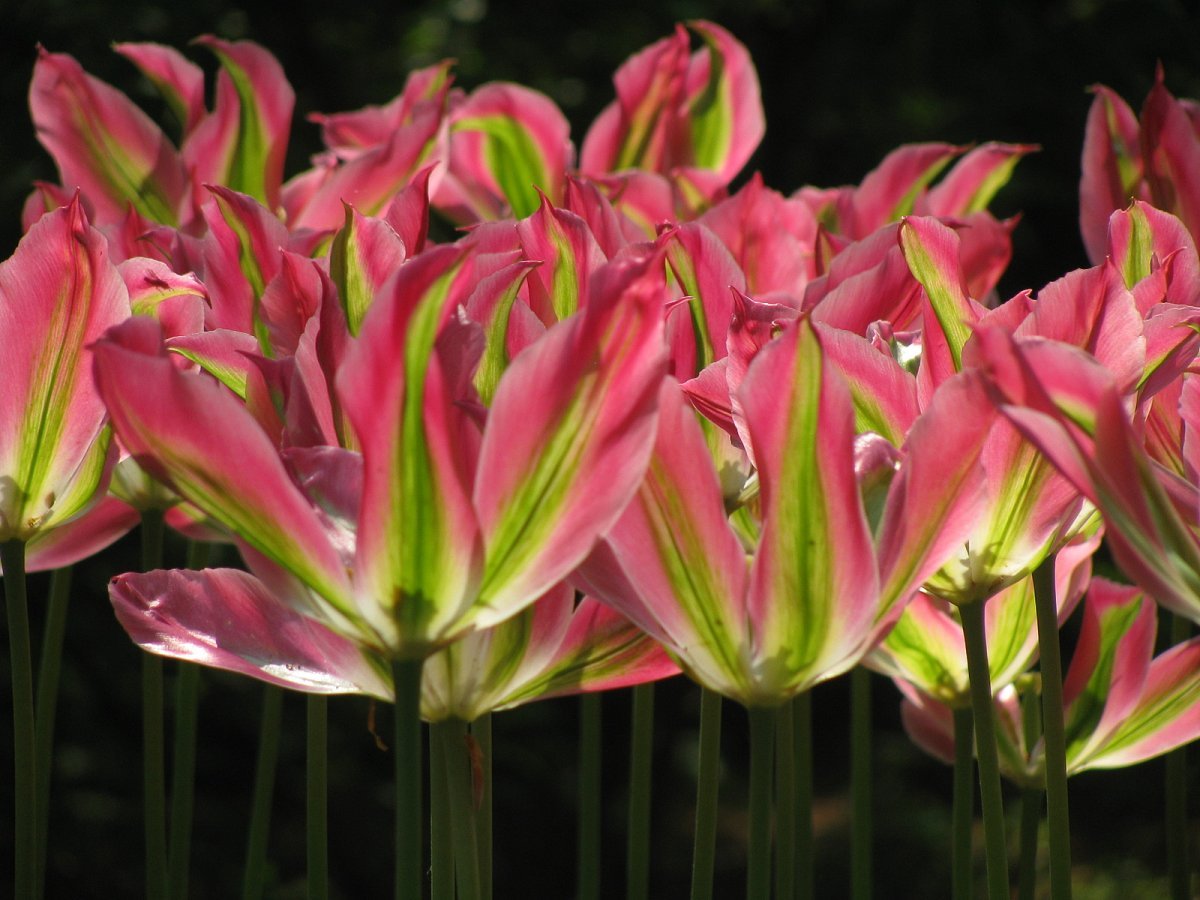 Тюльпан Виришик зеленоцветный