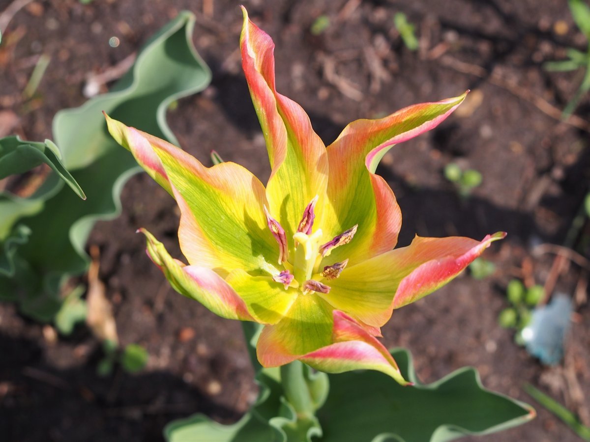 Тюльпан Виришик зеленоцветный - фото 10