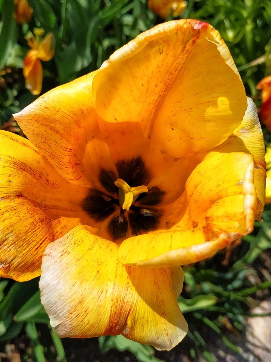 Тюльпан Елоу Сприн Грин зеленоцветный - фото 5