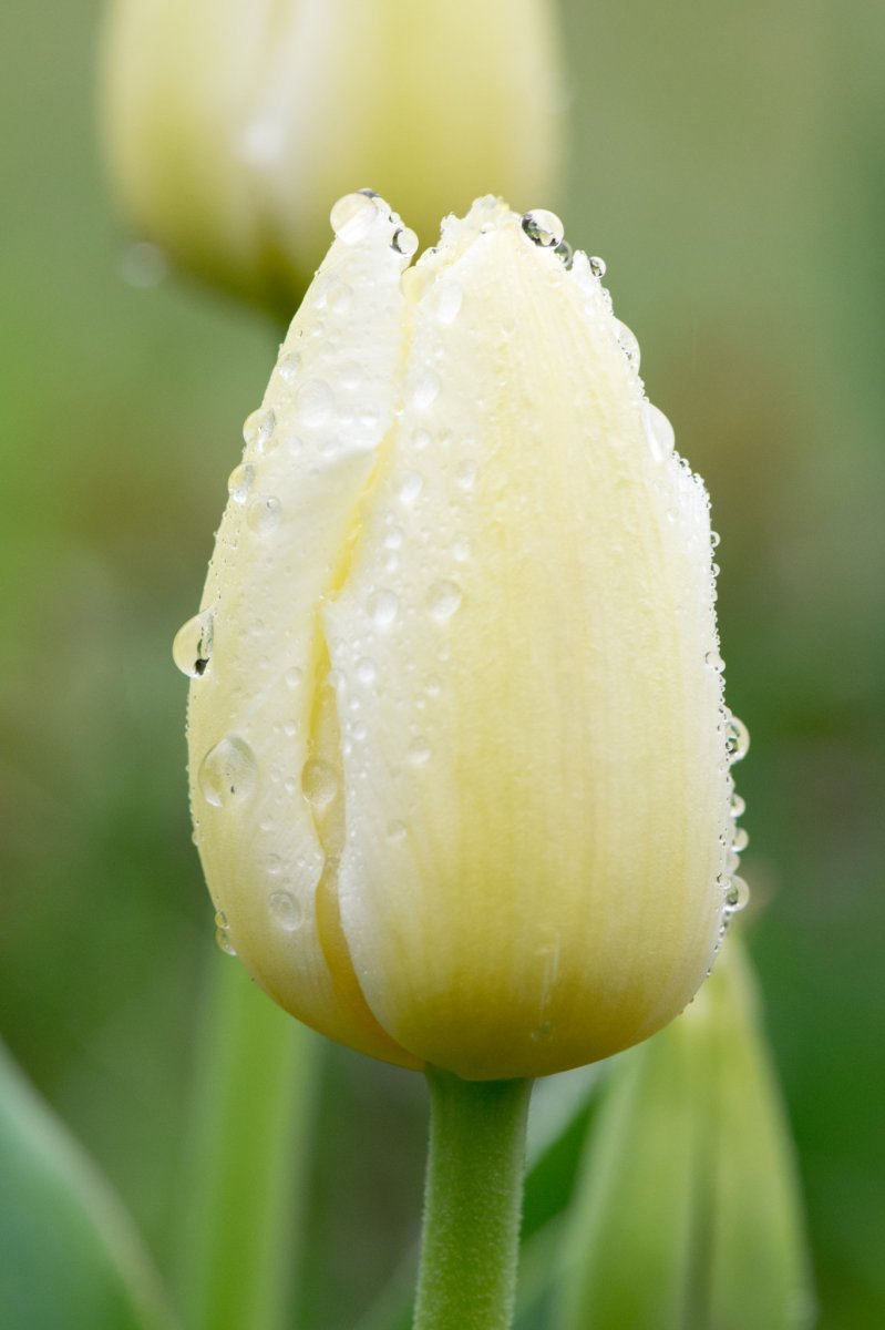 Тюльпан Елоу Сприн Грин зеленоцветный