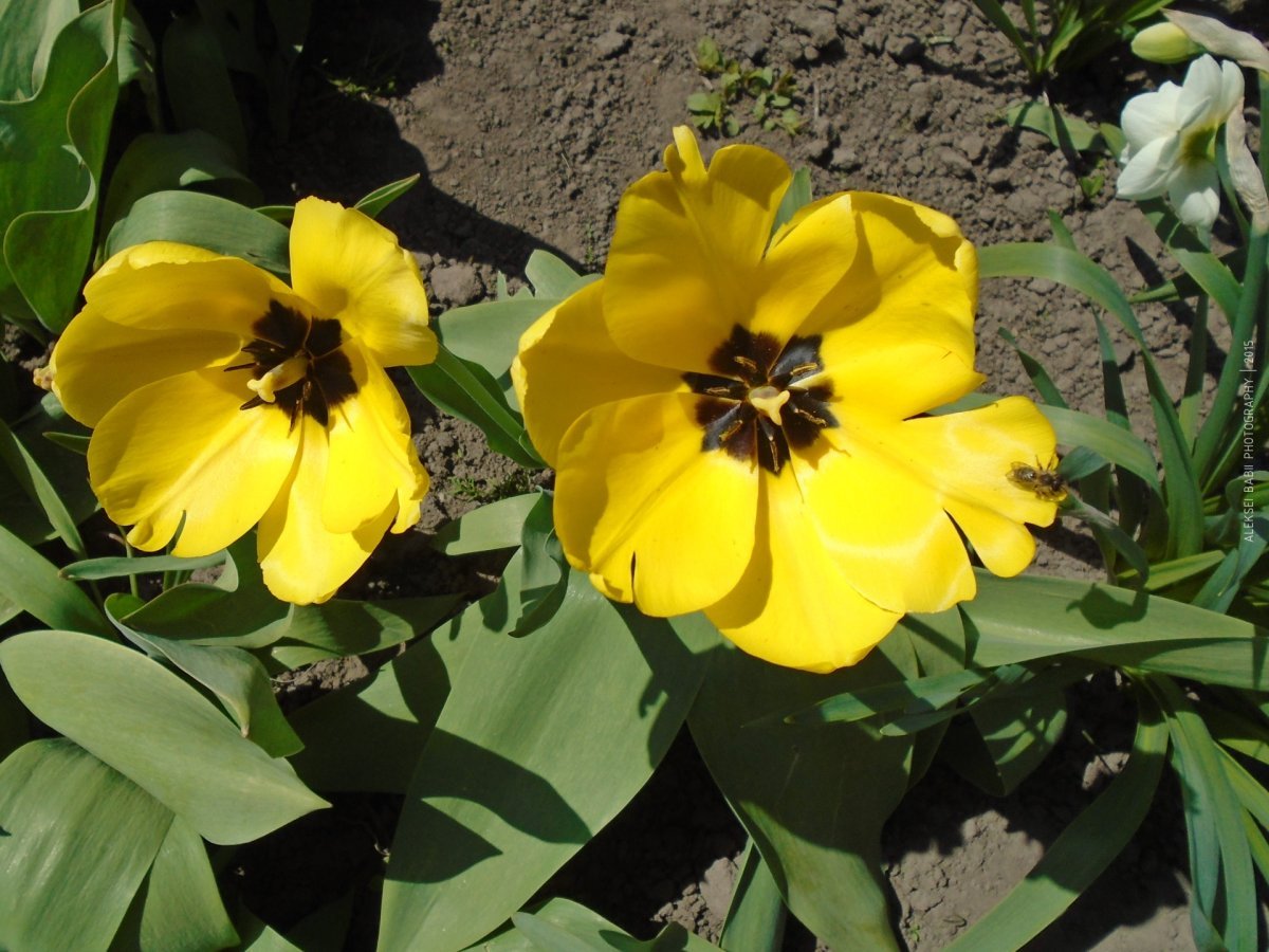 Тюльпан Елоу Сприн Грин зеленоцветный - фото 2