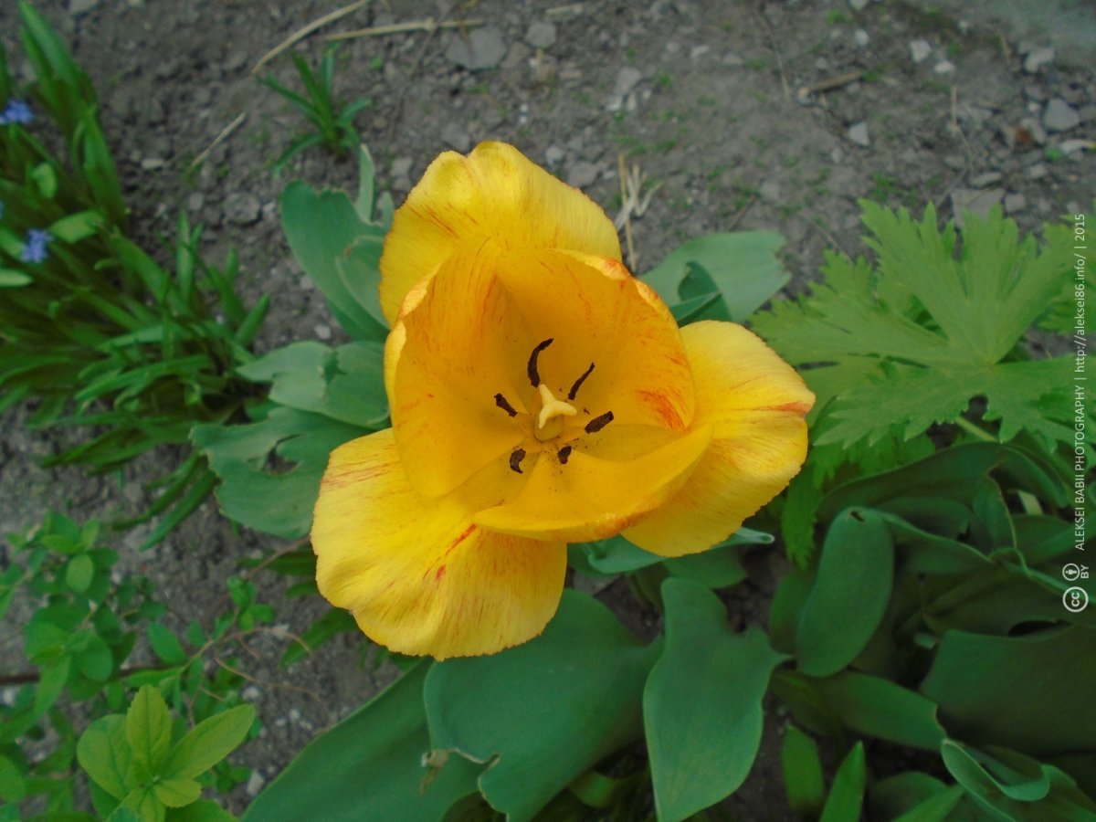 Тюльпан Елоу Сприн Грин зеленоцветный - фото 4