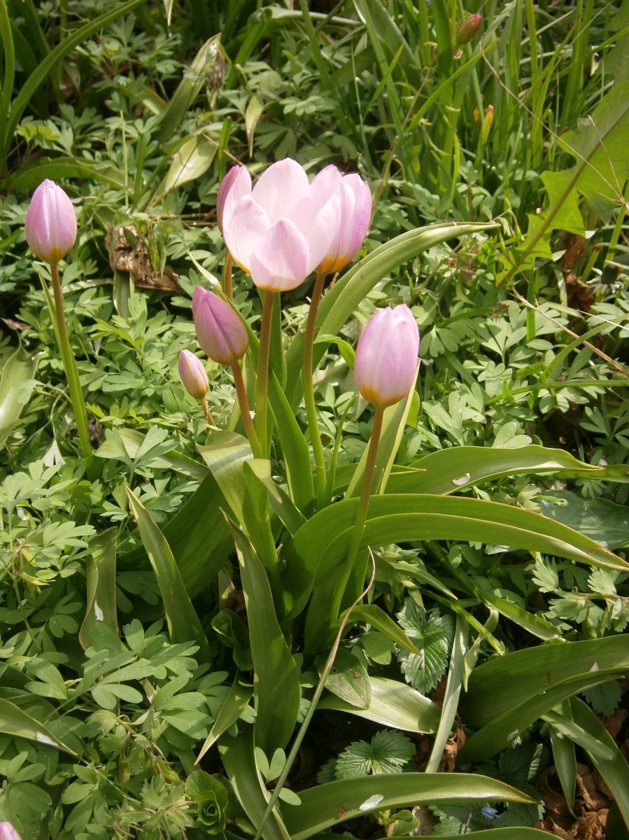 Тюльпан Лилак Вондер карликовый