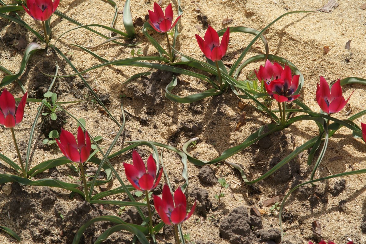 Тюльпан Литл Бьюти карликовый - фото 7