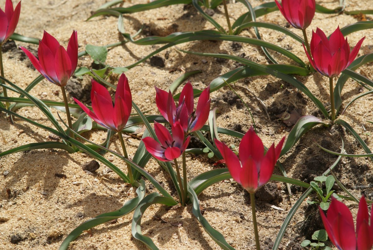 Тюльпан Литл Бьюти карликовый - фото 5