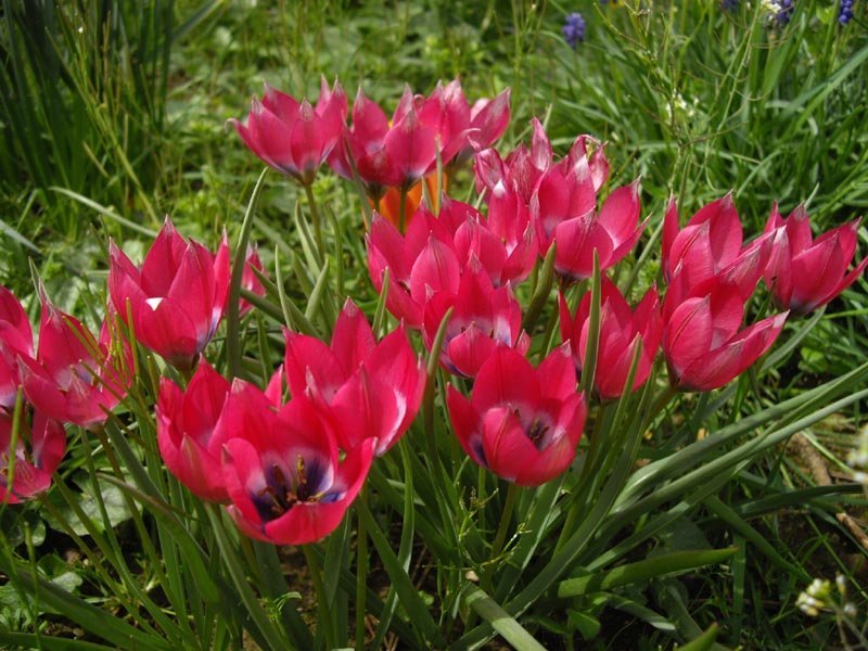 Тюльпан Литл Бьюти карликовый - фото 3