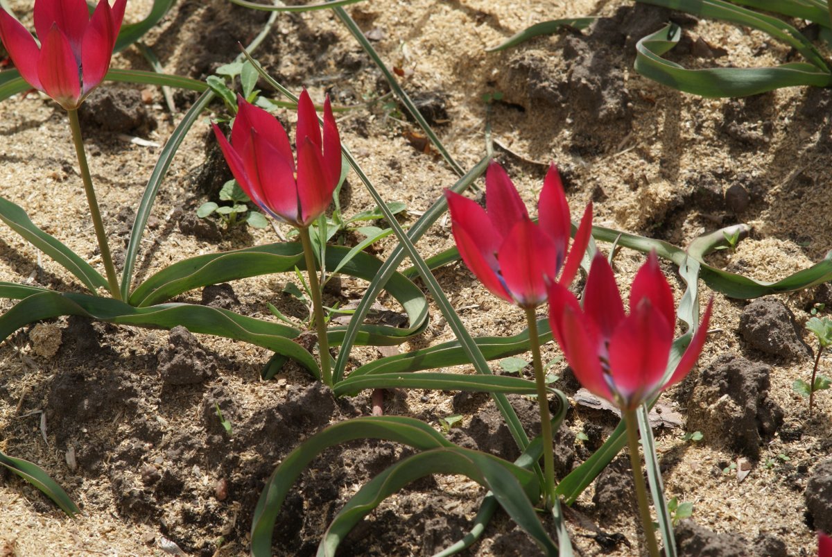 Тюльпан Литл Бьюти карликовый - фото 6