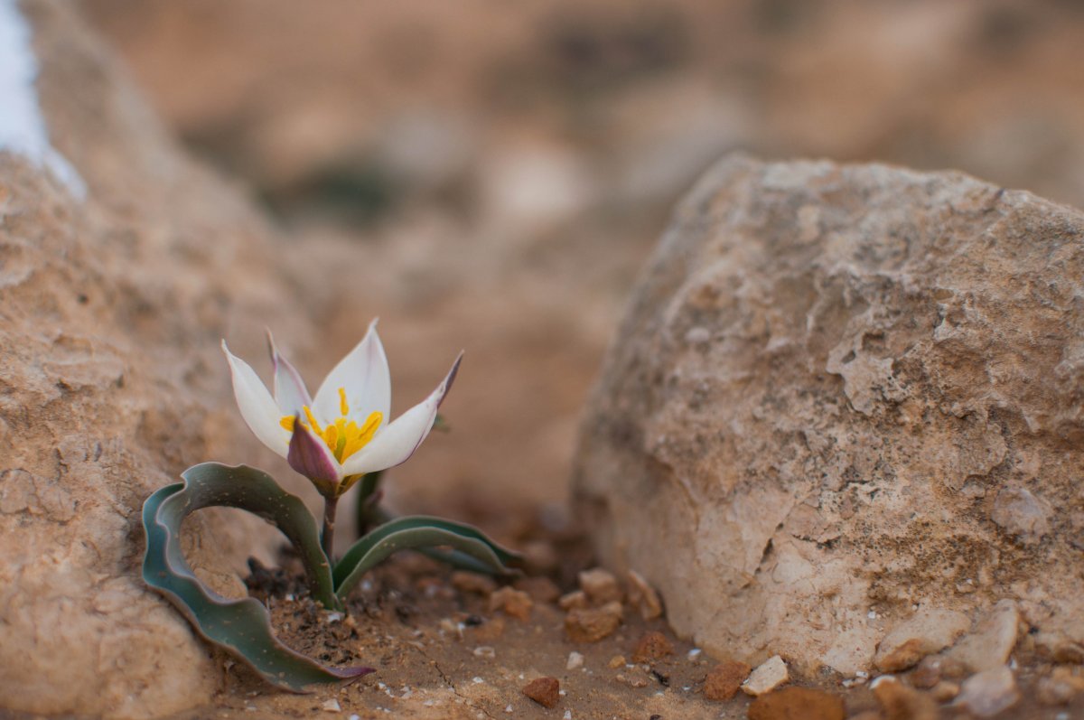 Тюльпан Полихрома карликовый - фото 2