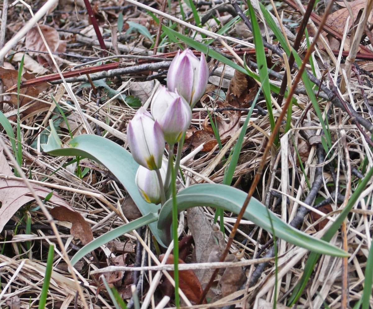 Тюльпан Полихрома карликовый - фото 3