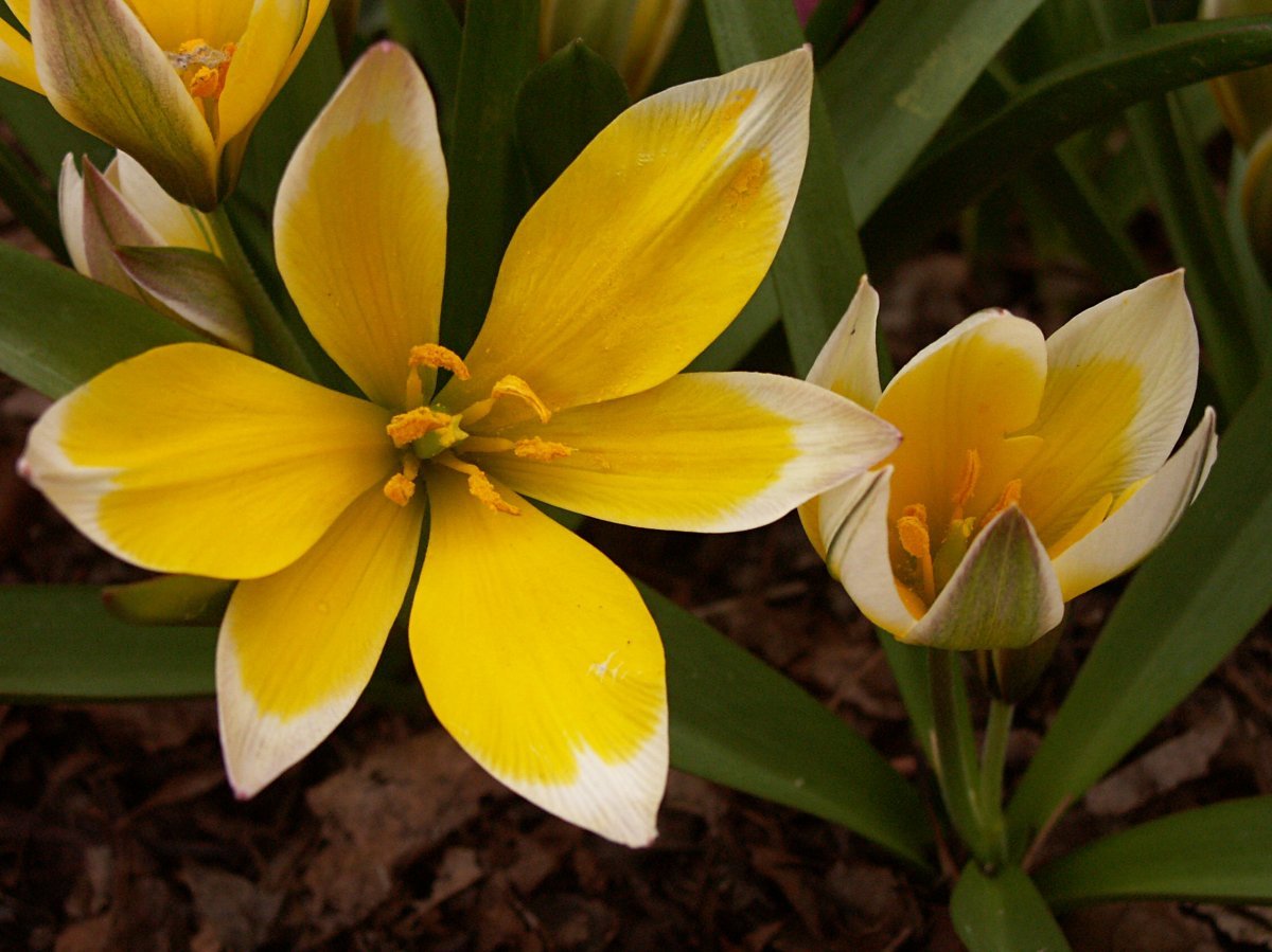 Тюльпан Тарда карликовый - фото 5