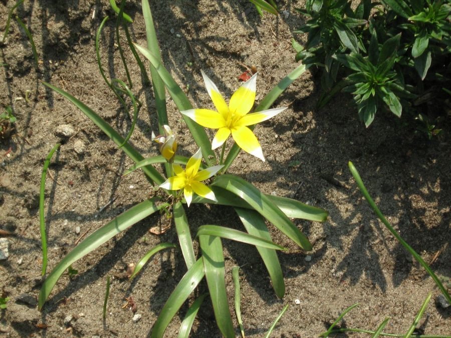 Тюльпан Тарда карликовый - фото 10