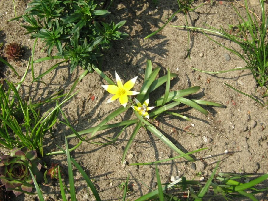 Тюльпан Тарда карликовый - фото 9