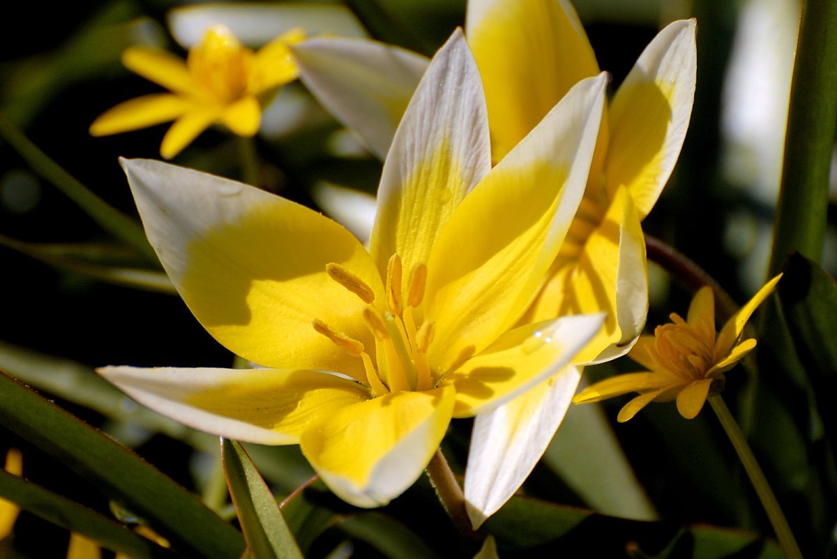 Тюльпан Тарда карликовый - фото 6