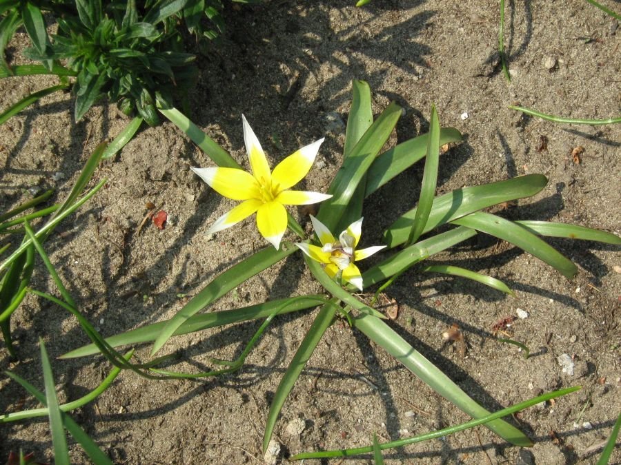 Тюльпан Тарда карликовый - фото 8