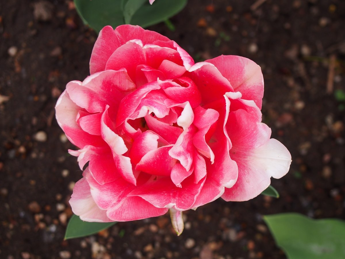 Тюльпан Анжелика - фото 2