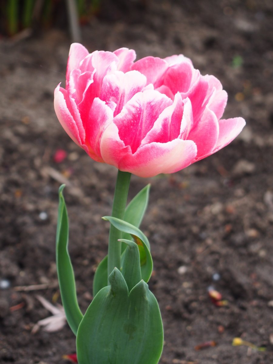 Тюльпан Анжелика - фото 5