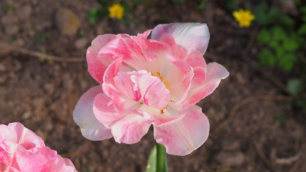 Тюльпан Анжелика