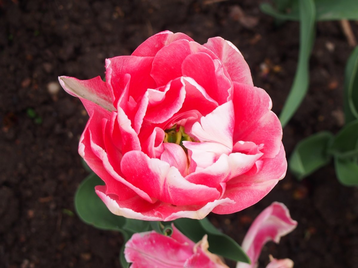 Тюльпан Анжелика - фото 3