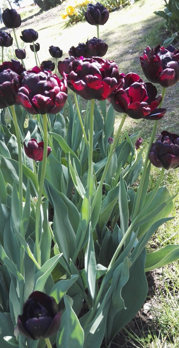 Тюльпан Блэк Хиро махровый - фото 3