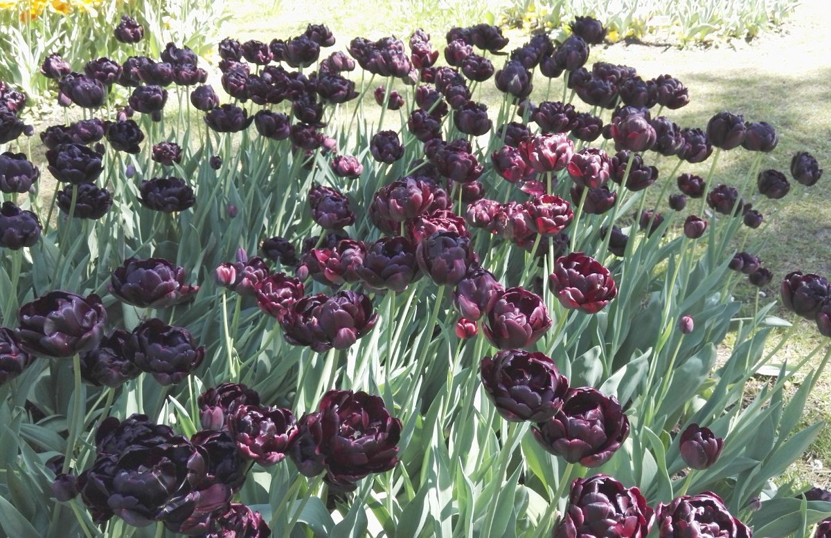 Тюльпан Блэк Хиро махровый - фото 2