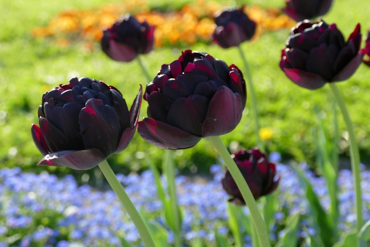 Тюльпан Блэк Хиро махровый - фото 4