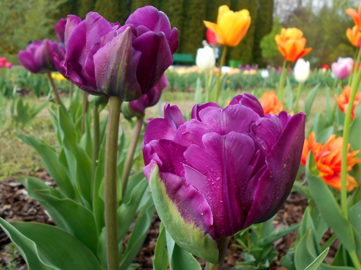 Тюльпан Блу Вау - фото 2