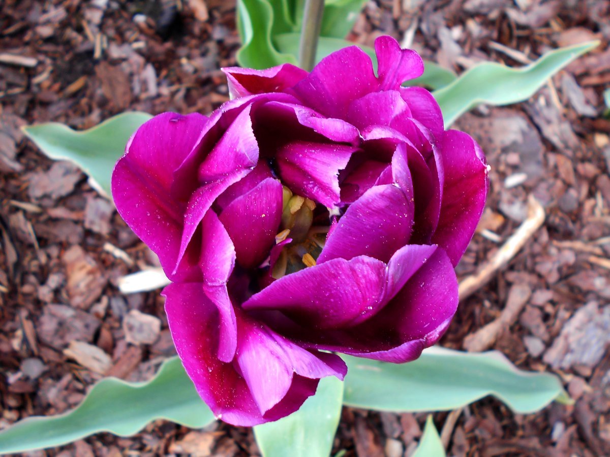 Тюльпан Блу Вау - фото 3