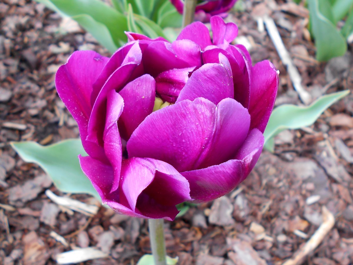 Тюльпан Блу Вау