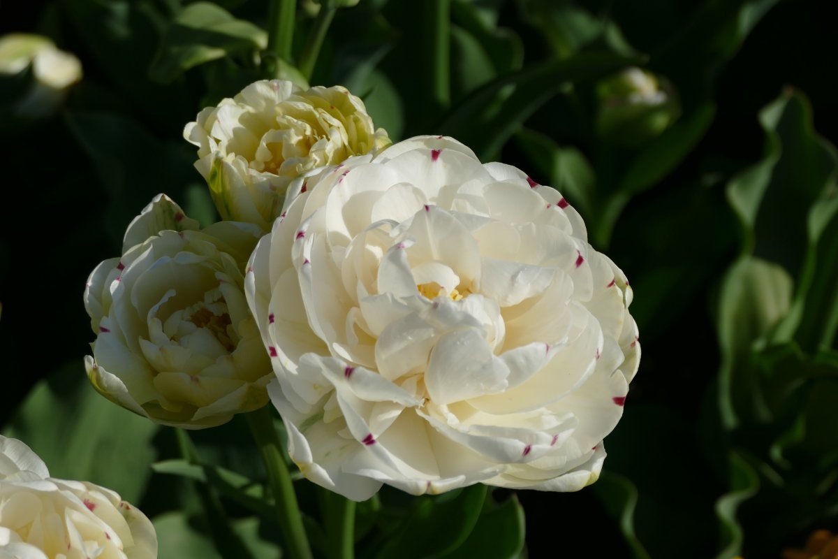 Тюльпан Дэнс Лайн - фото 3